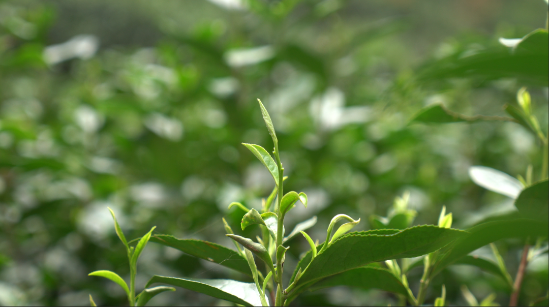 微信图片_20250319102717.png 微信图片_20250319102717.png